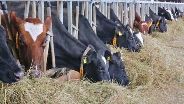 Повишаването на количеството изхранвани концентрирани фуражи невинаги повишава продуктивността, обръщат внимание специалистите от Европейския ветеринарен съюз.
