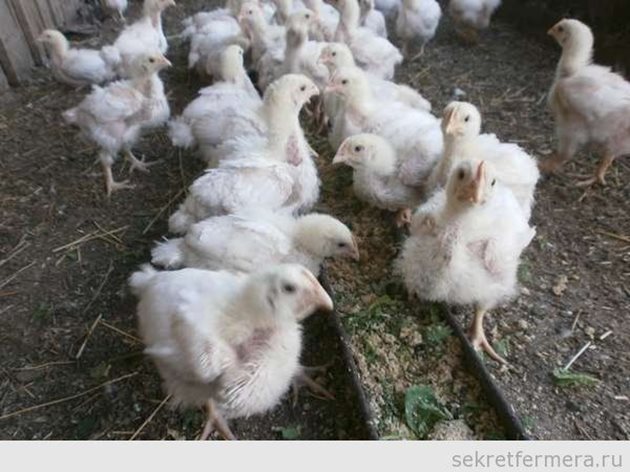 Със смеските, които се произвеждат, пилетата бройлери на 56-60-дневна възраст могат да достигнат маса 1500-1800 г при разход под 2,5 кг фураж за 1 кг жива маса.