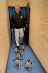 Долф Лундгрен разхожда пингвини