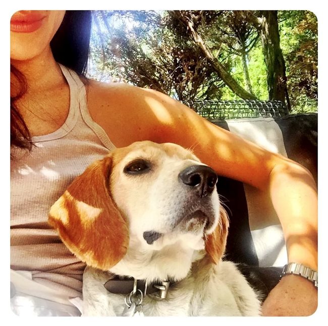 Кучето на Меган Маркъл СНИМКА: Профилът й в Инстаграм преди да бъде деактивиран
