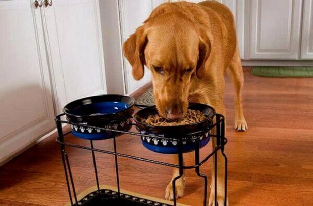До купичката с храна трябва да стои купичката с вода на кучето
