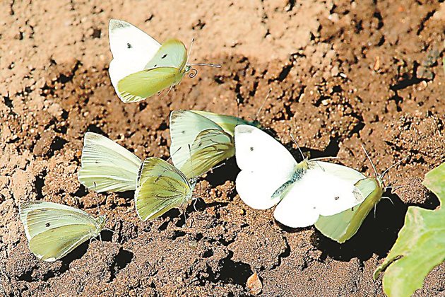 Бяла зелева пеперуда