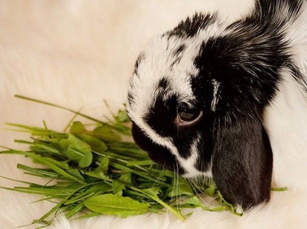 Изхранвайте тревата на декоративните зайчета постепенно и на малки порции