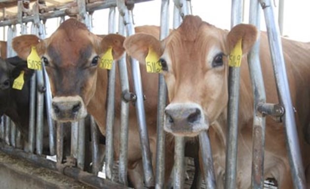 От 1 октомври 2018 г. до 30 септември 2019 г. животновъдът трябва да реализира на пазара най-малко 1500 кг мляко от планинска крава