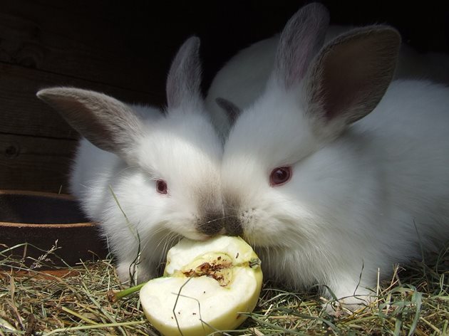 Зайците обичат и плодове - давайте им, но също в ограничении количества
