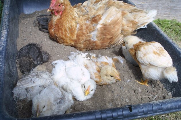 Кокошките водят пилетата си на "баня"
