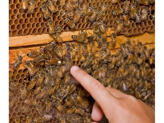Пчеларите с опит могат да разберат само по поведението на пчелите си дали отделните семейства имат, или нямат майка.