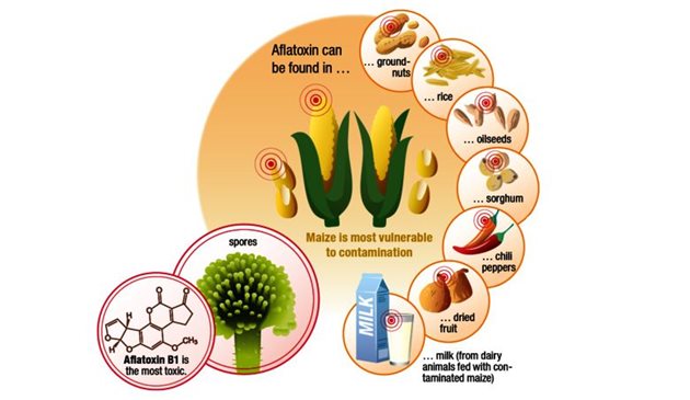 Освен при царевицата, афлатоксините могат да бъдат открити и при други зърнени култури, зеленчуци, сушени плодове, яйца, както и в млякото на животните, изхранвани със заразени фуражи
