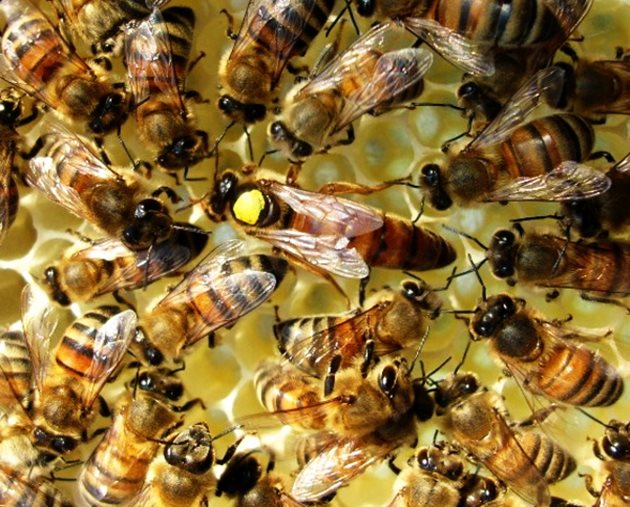 В роево състояние пчелните семейства от местната порода залагат до 30-40 роеви маточници в продължение на няколко дни