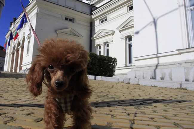 Домашен пудел също се разходи по жълтите павета.