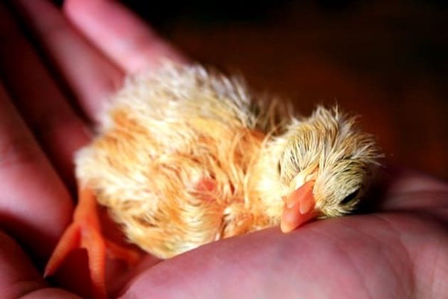 Топлинният удар е смъртоносен за малките пилета
