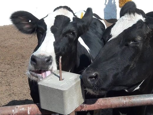 И БАБХ потвърди наличието на нитратни, нитритни и амониеви йони в пробите от умрелите крави