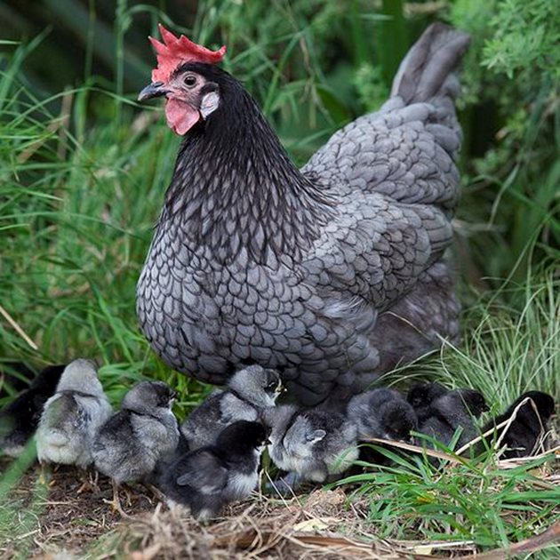 Като правило Андалуските сини кокошки нямат добре развит майчин инстинкт, но винаги има изключения