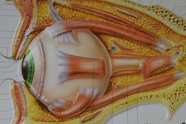На тази анатомична илюстрация в кабинета си д-р Праматарова обяснява на пациентите особеностите на зрението.