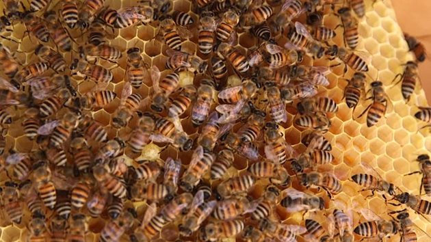 Оманските пчели работят усърдно - климатът е позходящ, а цъфтяща растителност, богата на нектар и прашец има в изобилие
