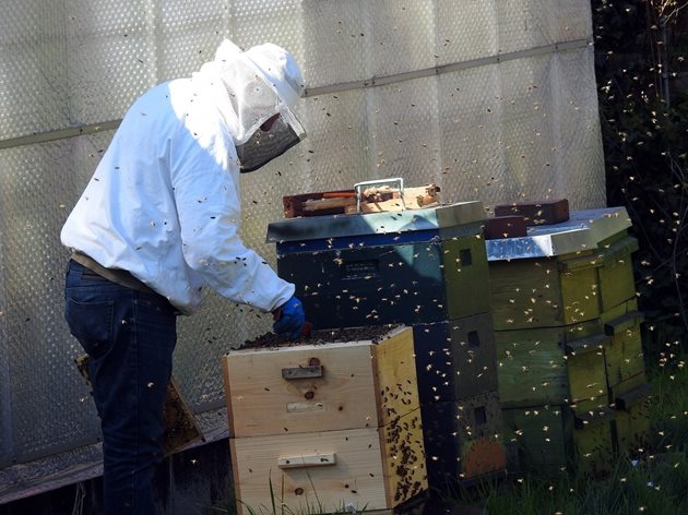 За да предотвратите роенето, е необходимо да създадете условия за работа на пчелите