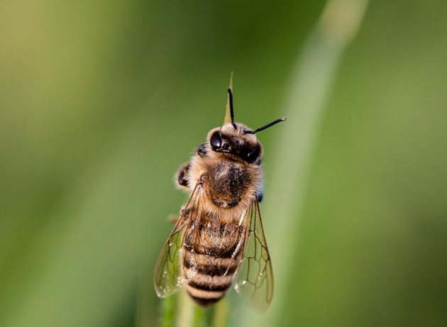 Откриха екземпляри на най-голямата пчела в света в Индонезия. Насекомото не е било забелязвано от 1981 г. и се смяташе за изчезнал вид.  Снимка: pixabay