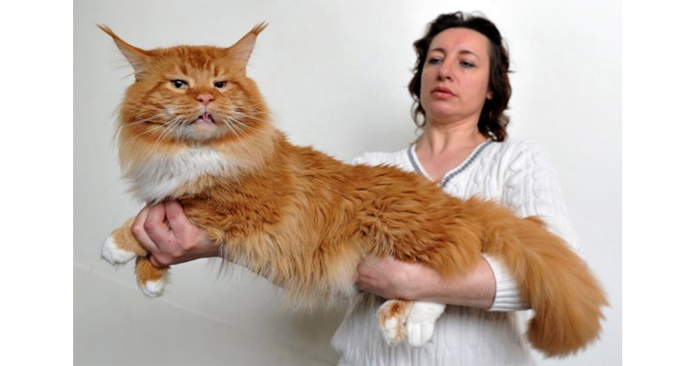 Мейн кун: Голямата и дружелюбна котка | Български Фермер