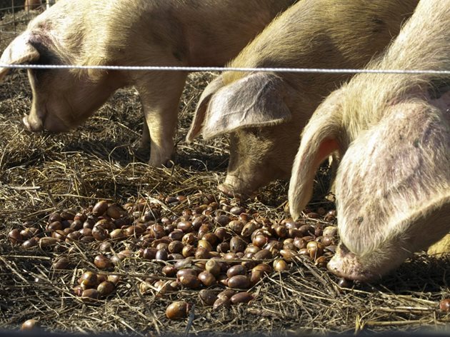 Дъбови жълъди може да давате в дневната дажба на свине за угояване - до 2 кг