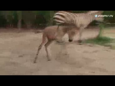 В Мексико се роди бебе - кръстоска между зебра и магаре, вижте го (видео)