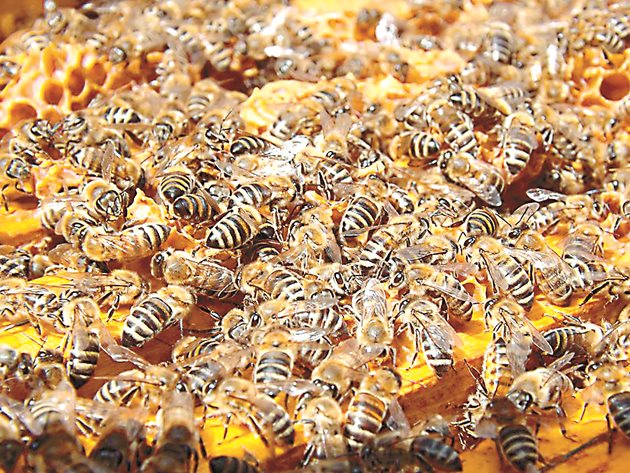 Само пчелите, излюпили се през август, септември и октомври, ще презимуват успешно и ще участват в отглеждането на пилото през следващата пролет