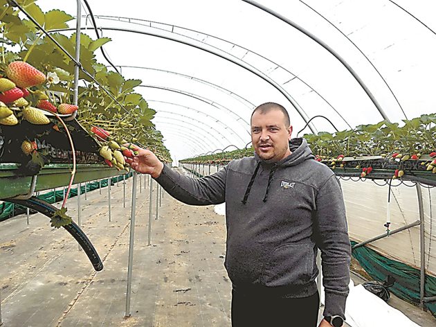 Неби Сюнетчиев показва ранната продукция от ягоди