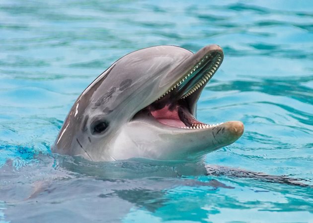 Делфинчето не е забравило своя спасител