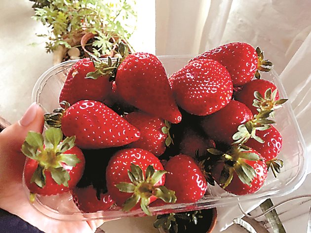 Вкусни и чисти ягоди, ранни и късни, за прясна консумация
