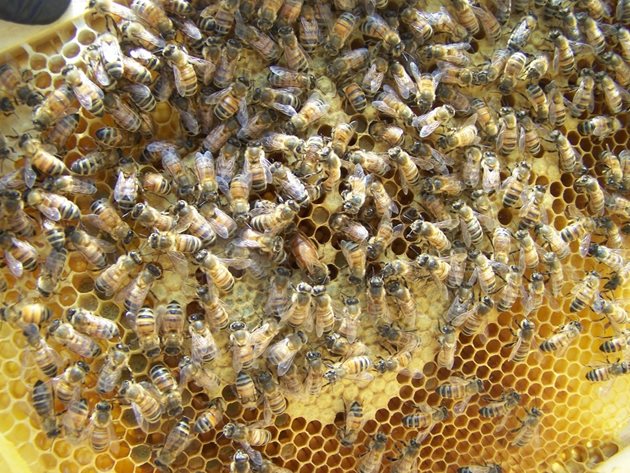 Когато в пчелина няма запасни майки, осиротялото семейство се обединява с друго, имащо нормално развита пчелна майка.