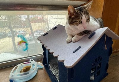 Вълнения в Пловдив и Фукуяма заради две котки – нашата аха да я изгонят от библиотеката, японската разнасяла отрова
