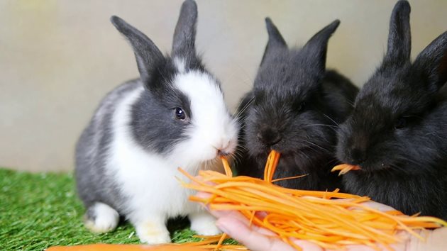 На малките зайчета трябва да се изхранват настъргани моркови и в ограничено количество