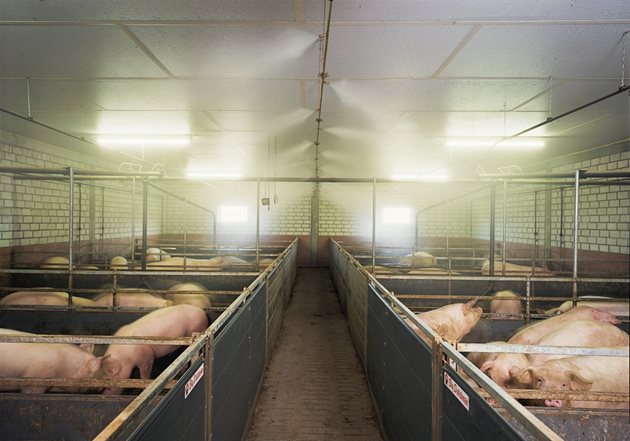 Все по-често в свинефермите се прилагат системи за замъгляване под високо налягане за ефективно вътрешно охлаждане на животните  Снимка: Big Dutchman