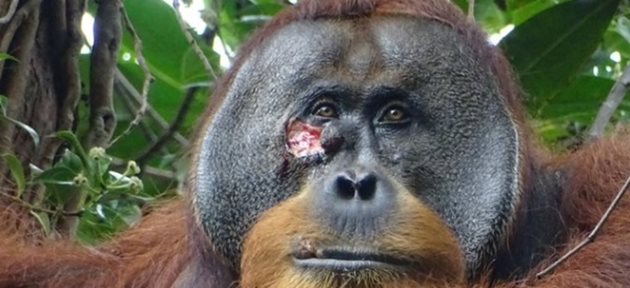 Учени твърдят, че див орангутан е използвал растение, за да лекува рана Снимка: Twitter/@DrTOMontgomery
