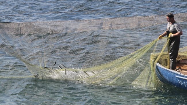 Делфинът се оплел в мрежите на рибарите