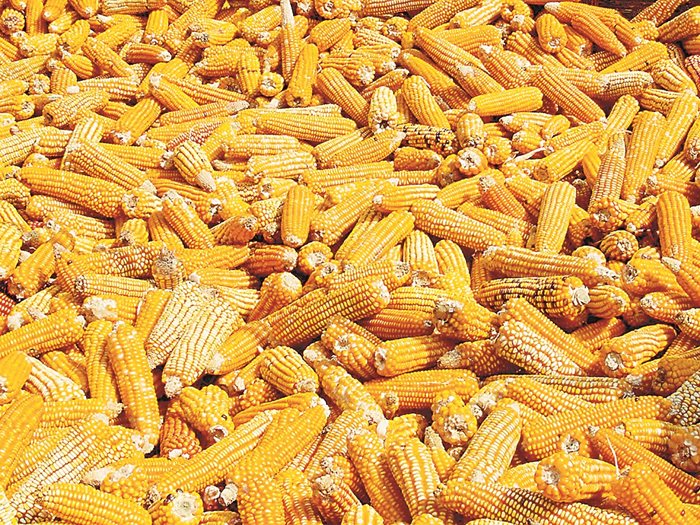 Цената на царевицата е намаляла през миналата седмица на световните борси.