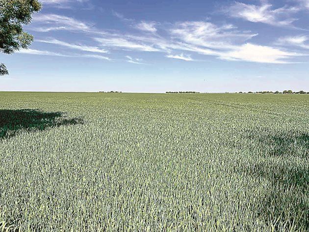Пшеницата в Северозападна България е в добро състояние
Снимки: Александър Методиев