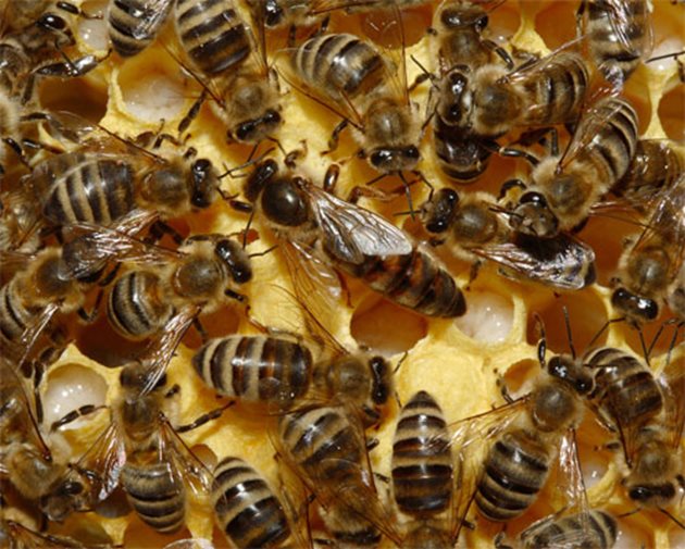 След 7-дневна възраст яйчниците на младите пчели започват да се развиват и към 14 –15-дневна възраст достигат максимума