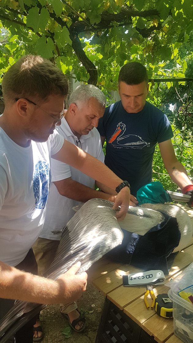 На 24 юни екип на Българско дружество за защита на птиците (БДЗП) успешно постави сателитен предавател на млад къдроглав пеликан от гнездовата колония на вида в Защитена местност „Калимок-Бръшлен“. Снимка: БДЗП