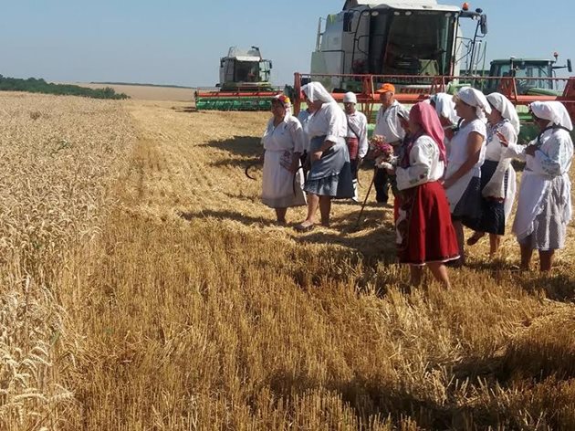 Първи в полето, за откриването на жътвената кампания, влязоха най-възрастните жени в селото, пресъздавайки добруджанската традиция – със сърпове и паламарки