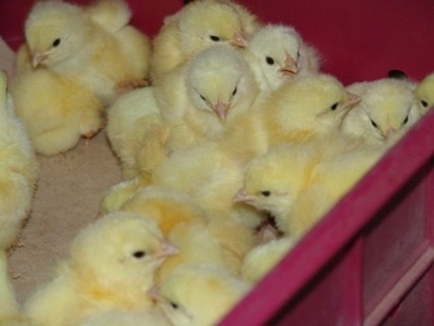 В домашни условия не се развъждат бройлерни пилета