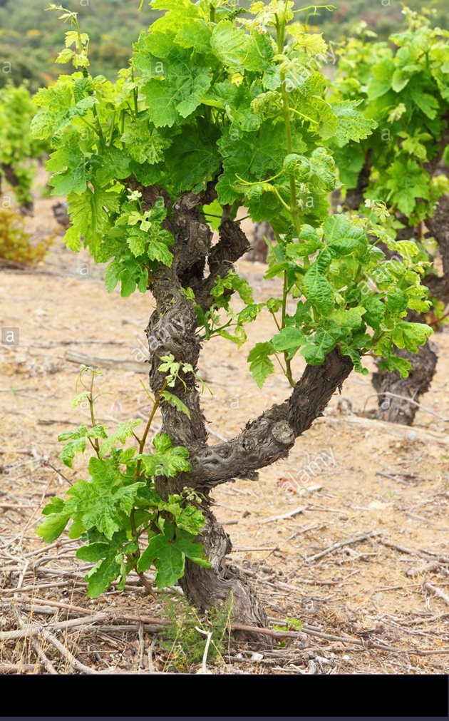 Френското лозарство отдавна не признава директните сортове за отглеждане и производство на вино и ракия, защото се смята, че те акумулират по-големи дози селен от почвата