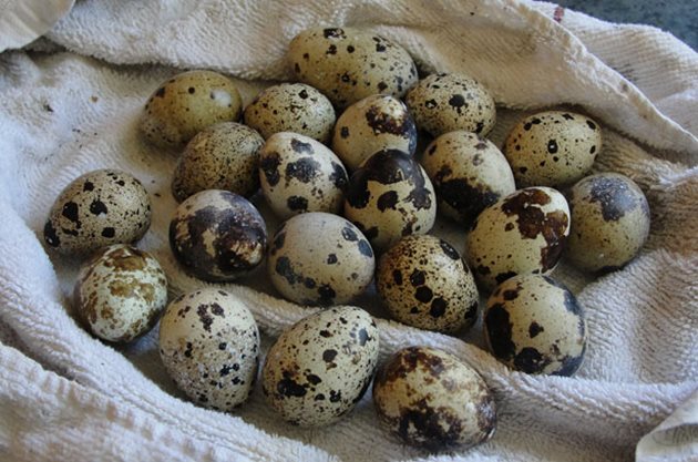 Месечно един пъдпъдък може да снесе 23-26 яйца