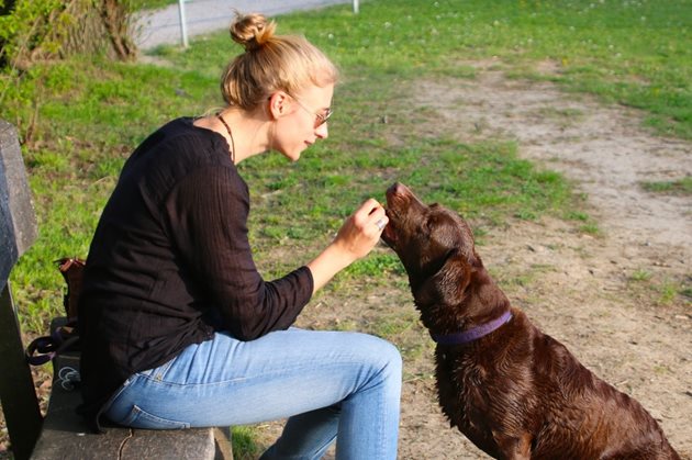 Кучешка бисквитка давайте, когато кучето слуша. В този случай то я възприема като награда.