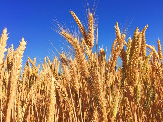 За разлика от посочените държави Комисията очаква почти стабилна реколта от пшеница от около 10,9 милиона тона за Полша.