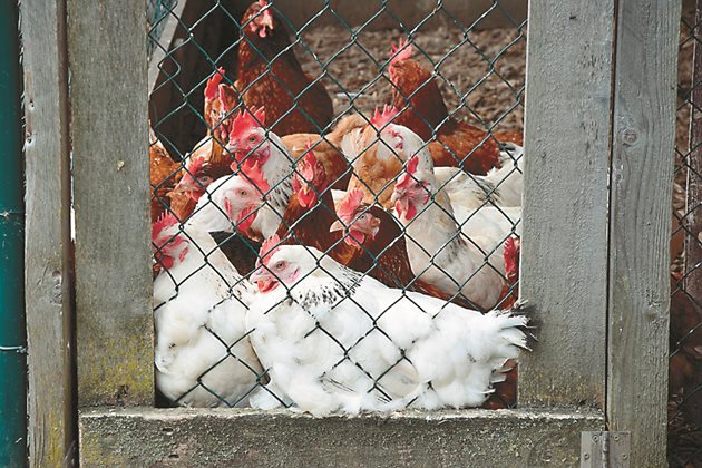 Пускайте кокошките в дворчето, когато мъглата се вдигне