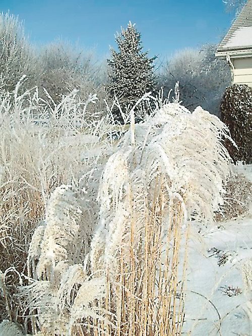 Декоративните треви в дизайна на зимната градина