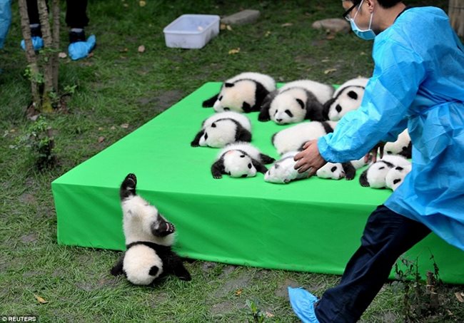 На косъм от счупване на врата се размина бебе панда, докато зоолози от китайски резерват в Ченду показват 25-те новородени от застрашения от изчезване в дивата природа вид.