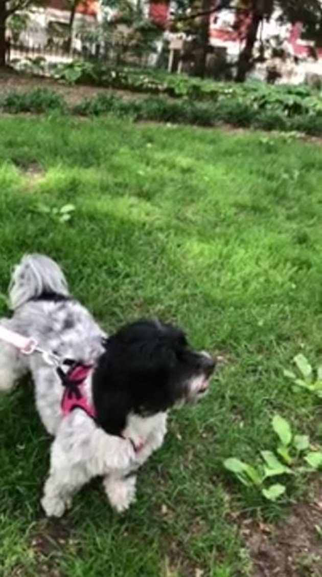 Изненаданото куче