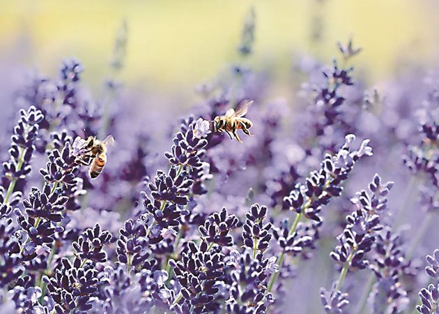 Лавандулата осигурява голяма паша и пчелите събират от нея значителни количества изключително ароматен мед.
