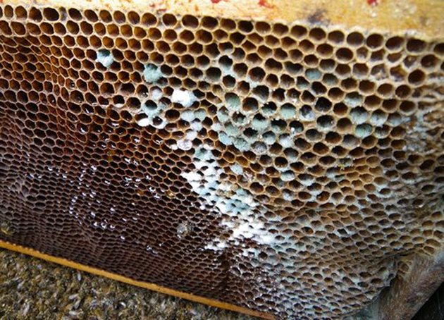 Наличието на излишна влага води до мухлясване на рамките с мед и рамките с пчелен прашец.